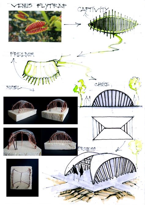 Biomimicry Architecture Concept, Organic Architecture Concept, Amphitheater Architecture, Biomimicry Architecture, Architecture Design Presentation, Landscape Design Drawings, Venus Flytrap, Landscape Architecture Drawing, Perspective Drawing Architecture