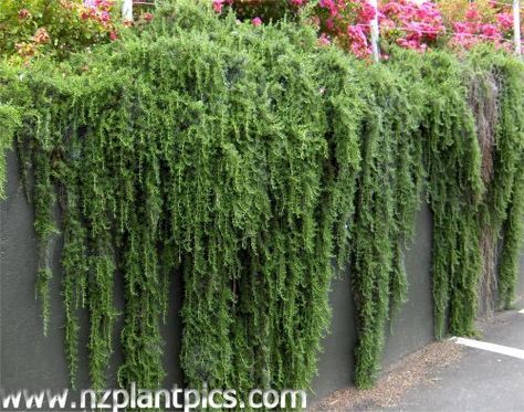 cascading plants - Rosemary Rosmarinus prostratus low water, evergreen… Cascading Plants, Creepers Plants, Evergreen Groundcover, Wall Plants, Ground Covers, Garden Vines, Sloped Garden, Trailing Plants, Outdoor Planter