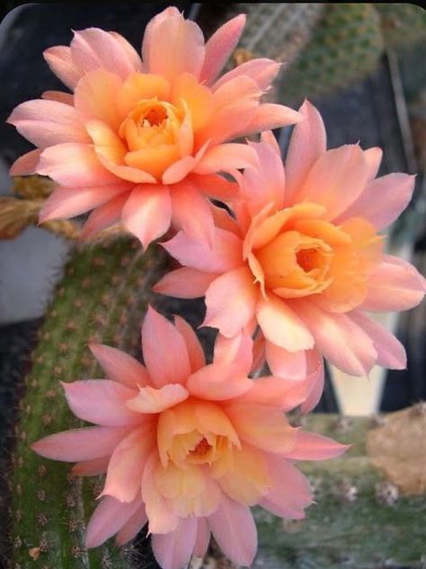 Echinopsis Cactus, Prettiest Flowers, Săpunuri Handmade, Beautiful Cactus, Cactus Blossoms, Blooming Cactus, Desert Flowers, Cactus Flowers, Cactus Plant