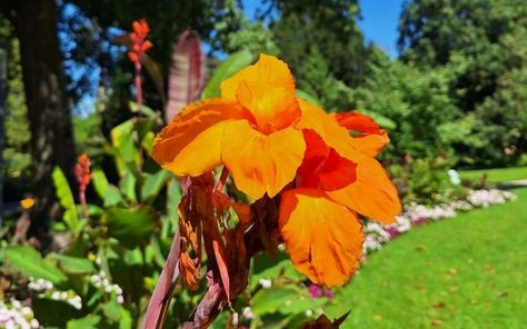 An orange flowering plant in a plant arrangement with a nice aesthetic Orange Flowering Plants, Interesting Plants, Canna Lily, Sandy Soil, Indoor Flowers, Growing Flowers, The Flowers, Bright Colors, More Fun