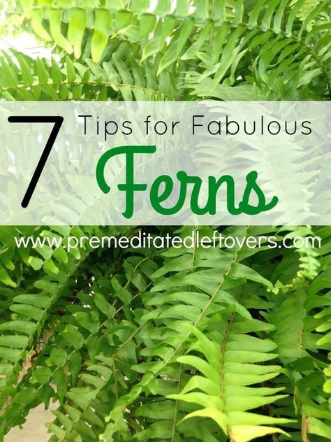 Garden Ferns, Hanging Ferns, Ferns Garden, Fern Plant, Wildflower Garden, Shade Plants, Lawn And Garden, Growing Vegetables, Shade Garden