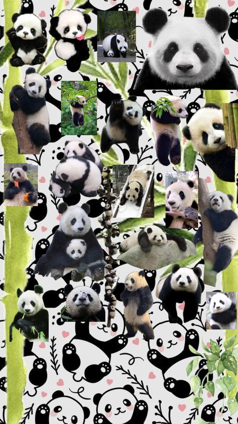 # panda bear 🐼 Panda Collage, Panda Family, Create Collage, Panda Bear, Creative Play, Cute Wallpapers, Collage, Pandas