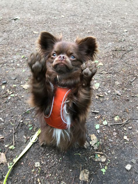 Brown Chihuahua, Long Haired Chihuahua, Chihuahua Dog, Apartment Decor Inspiration, Brown Beige, Apartment Decor, Chihuahua, Baby Animals