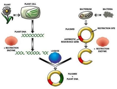 Dna Cloning, Dna Lab, Science Learning, Cool Science Facts, Plant Cell, Ministry Of Education, Learning Science, Science Facts, Biotechnology