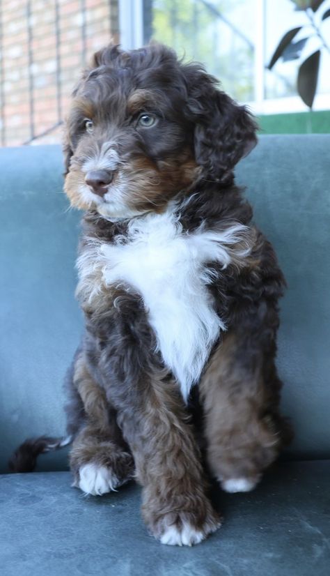 Good Looking Dogs in Utah | Bernedoodle, Bernese Mountain Dog, Cavalier King Charles Spaniel, Cavapoo, Goldendoodle, Poodle or Double Doodle puppies | Good Dog German Shepherd Poodle Mix Dogs, Bernese Doodle, Cavalier Poodle, Big Doggies, German Shepherd Poodle Mix, Double Doodle Puppies, Blue Blood Bulldog, American Leopard Hound, Double Doodle