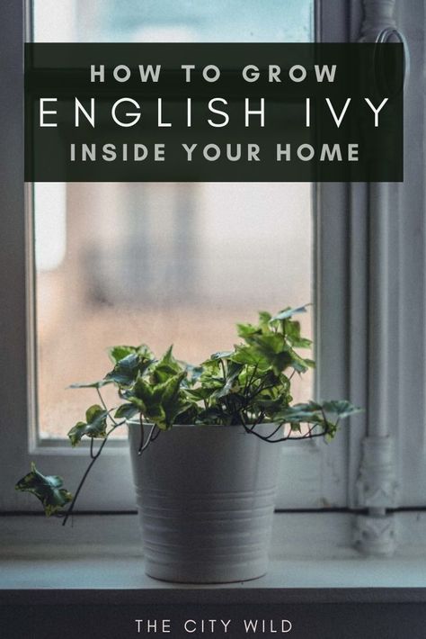 Ivy Plants Indoor, Growing Ivy Indoors, Potted Ivy Indoor, How To Grow Ivy Indoors, Ivy Plant Indoor Care, Ivy Plant Indoor Decor, English Ivy Indoor Decor, Caring For Ivy House Plants, German Ivy Indoors