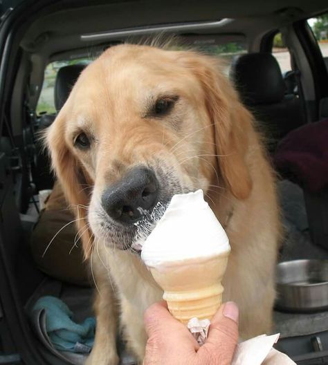 Happy national ice cream day! Dog Eating Ice Cream, National Ice Cream Day, Golden Retriever Baby, Dog Ice Cream, Ice Cream Day, Dog Essentials, Dogs Golden Retriever, Cute Cats And Dogs, Cute Funny Animals