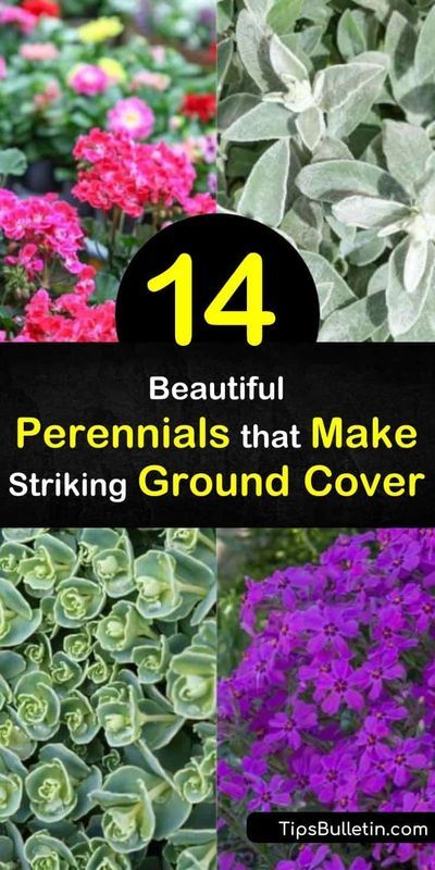 When designing your landscape, don’t forget to include perennial ground cover plants for your garden. Many of these are low maintenance plants, such as Creeping Phlox and Thymius, which provide your beds with green foliage year round. #perennialgroundcovers #bestgroundcover #colorfulgroundcover Small Front Garden Border Ideas, Flowering Ground Cover Perennials, Phlox Ground Cover, Grass Alternatives, Ground Cover Flowers, Bear Roses, Best Ground Cover Plants, Repotting Orchids, Perennial Ground Cover