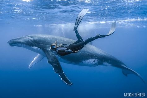 freediving with humpback whales in Tonga Underwater Images, Wildlife Biologist, Underwater Photographer, Free Diving, Marine Biologist, Underwater Photos, Oceanography, Under Water, Humpback Whale