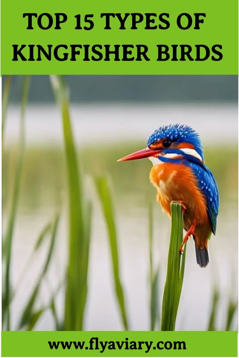 Explore the colorful world of kingfisher birds and their unique characteristics 🌈🐤 #ColorfulBirds #Wildlife Aquatic Insects, Common Kingfisher, Tropical Africa, Aquatic Ecosystem, Red Bill, Kingfisher Bird, Mangrove Forest, Bird Care, Colorful Parrots