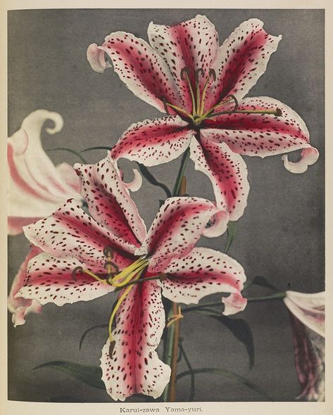 Ogawa Kazumasa's Hand-Coloured Photographs of Flowers (1896) – The Public Domain Review Lily Poster, Art Print Collection, Getty Museum, Camille Pissarro, Floral Image, Japanese Flowers, Colour Photograph, Typography Poster, Art Google