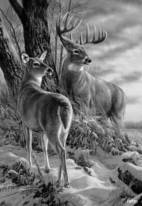 Tre Kunst, Deer Artwork, Deer Drawing, Deer Pictures, Hunting Art, Deer Painting, Wildlife Pictures, Deer Art, Wildlife Paintings