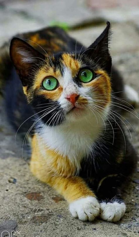 #cats Gato Calico, Baby Animal Videos, Cele Mai Drăguțe Animale, Calico Kitten, Gorgeous Cats, Haiwan Peliharaan, Calico Cat, Cute Cats And Kittens, Warrior Cats