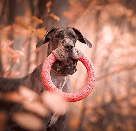 14 Incredible Facts About Great Danes That You Didn't Know | The Paws Great Dane Tattoo, Baby Great Dane, Great Dane Colors, Great Dane Facts, Dogs Big, Animals Tattoo, Tattoo Nature, Dane Puppies, Great Danes