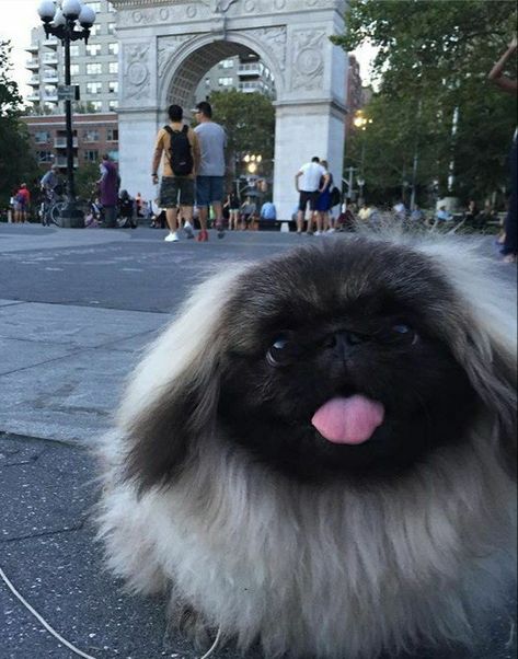 Pekingese Puppies, Pekingese Dogs, Cute Dog Photos, Fluffy Dogs, Lhasa Apso, Wonton Soup, Dog Names, 귀여운 동물, Cuteness Overload