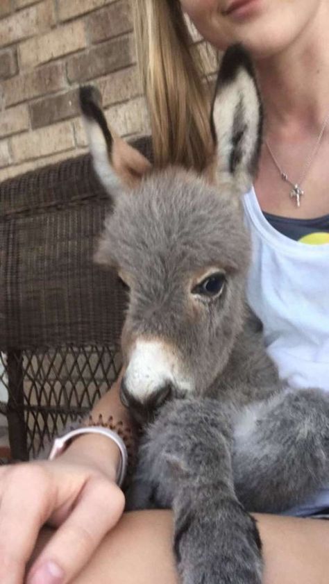 Teen Becomes Mom To Baby Donkey And It Changed Both Of Their Lives Baby Donkey, Mini Donkey, Miniature Donkey, Cute Donkey, Cute Wild Animals, Donkeys, Sweet Animals, Cute Little Animals, Cute Funny Animals