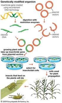 Genetically modified organisms are produced using scientific methods that include recombinant DNA technology. Recombinant Dna, Cells Worksheet, Dna Technology, Plant Insects, Philip Roth, Organic Molecules, Biology Classroom, Ap Biology, Biology Lessons