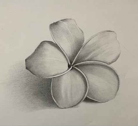 Shading Flowers Drawing, Easy Drawing With Shading, Pencil Shades Sketches, Sketch Ideas Flowers Easy, Value In Art Drawings, Flower Drawing Shading, Pencil Shading Flowers, Pencil Shading Drawings Easy, Shading Drawing For Kids