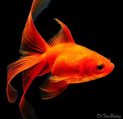 Premium Red Fantail Goldfish, 1.5" to 2" long      www.ecwid.com Fishes Ocean, Ryukin Goldfish, Beautiful Fishes, Oranda Goldfish, Fantail Goldfish, Koi Betta, Goldfish Pond, Fauna Marina, Golden Fish