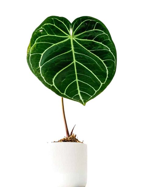 Anthurium Magnificum: Care and How to Grow Anthurium Indoors | Plant Girl Boss Anthurium Magnificum, How To Grow, To Grow