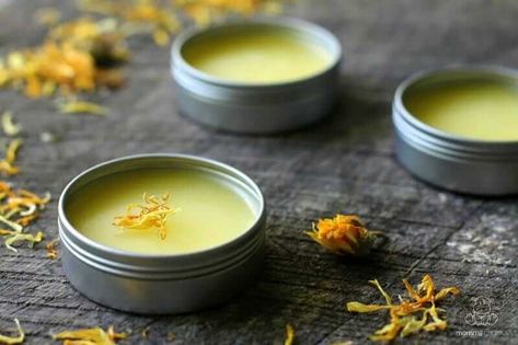 DIY Calendula Salve Recipe Scar Healing, Carrot Seed Essential Oil, Calendula Salve, Diy Face Moisturizer, Salve Recipes, Coconut Benefits, Healing Balm, Calendula Oil, Scar Removal