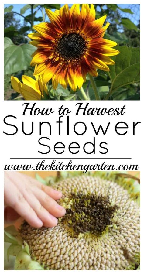 Harvest Sunflower Seeds, Gardening Fruits, Sunflower Varieties, Harvesting Sunflower Seeds, Grow Sunflowers, Homesteading Life, Save Seeds, Growing Sunflowers, Flower Farming