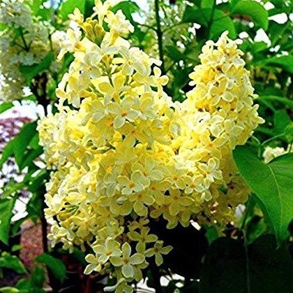 Primrose lilacs Syringa Vulgaris, Lilac Bushes, Lilac Tree, Rainbow Garden, Yellow Garden, Vertical Gardens, Ornamental Trees, Lilac Flowers, Flower Gardens