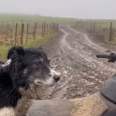 Border Collie Shepherd, Border Collie Herding Sheep, Dog Herding Sheep, Sheep Herding Dogs, Border Collie Herding, Climb Society, Sheep Herding, Fat Dogs, Sheep Dogs