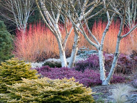 Erica Carnea, Cornus Sanguinea, Maine Landscape, Red Twig Dogwood, Yard Plants, Twig Dogwood, Winter Gardens, White Birch Trees, Famous Gardens