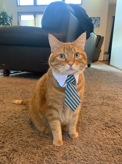 “these handsome men are looking for a job, would you hire them? #CatsOfTwitter” You Are Hired, Cat With Suit, Cats In Suits, Cat In A Suit, Job Pictures, Business Cat, Cat Tie, Cat Work, Cat Selfie