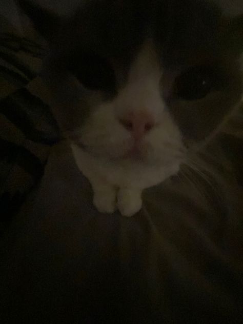 Cute cat 0.5 camera lens cat meme Cats In 0.5 Camera, Cat 0.5 Camera, Camera Selfie, Cat Gif, Silly Me, Animal Gifs, Cat Memes, Cute Cat, Memes