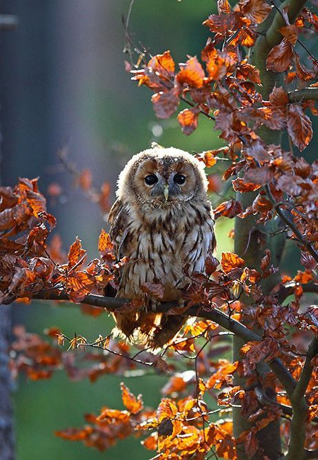 Regnul Animal, Tawny Owl, Owl Pictures, Beautiful Owl, Owl Bird, Pretty Birds, Birds Of Prey, 귀여운 동물, Beautiful Creatures