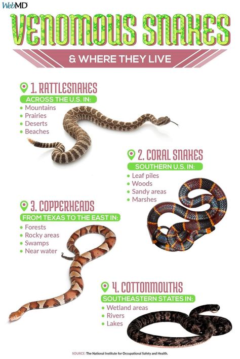 Snake Identification Chart, Snake Identification, Types Of Snakes, Animal Identification, Venomous Animals, Tax Collector, Poisonous Snakes, Types Of Snake, Venomous Snakes