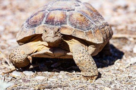 https://flic.kr/p/2j6fuSk | Desert Tortoise | Desert Tortoise Lake Mead National Recreation Area Nevada Lake Mead National Recreation Area, Tortoise Habitat, Desert Tortoise, Desert Animals, Lake Mead, Mojave Desert, Spring Lake, Mead, Photography Photos