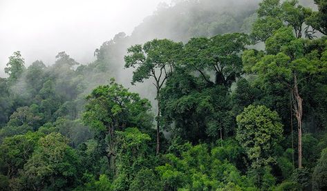 Jungle Trekking with Leeches in Khao Sok Lake Floating, Tropical Rain Forest, Khao Sok National Park, Night Hiking, Wild Forest, Location Inspiration, One Day Trip, Water Fall, Travel Thailand