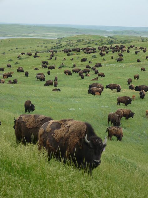 North Dakota, where the buffalo roam. Imagine this vast landscape full of buffaloes before the white man came and slaughtered them to near extinction. American Bison, Mule Deer, Manx, The Buffalo, Cebu, Animal Planet, Animal Photo, Nature Animals, 귀여운 동물