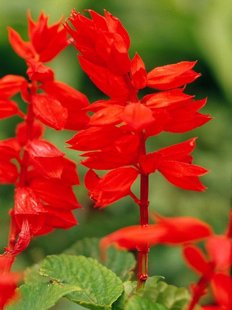 Red Salvia, May Night Salvia, Salvia Plants, Pineapple Sage, Have Inspiration, How To Attract Hummingbirds, Eye Catching Colors, Better Homes, Geraniums