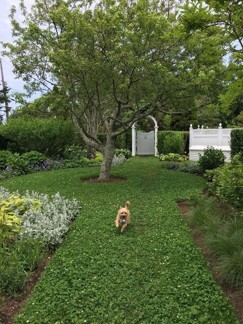 Clover Lawn Aesthetic, Biodiverse Backyard, Clover Grass Lawn, Clover Lawn Yards, Clover Backyard, Mini Clover Lawn, Backyard Lawn Ideas, Grass Alternative Backyard, Clover Yard