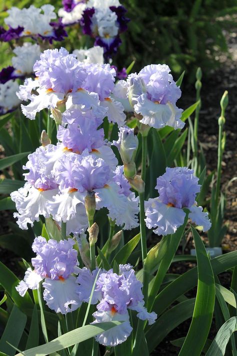 Blue Iris Flowers, Flora Garden, Tall Bearded Iris, Blue And Purple Flowers, Iris Garden, Nothing But Flowers, Pink Garden, Bearded Iris, Artistic Inspiration