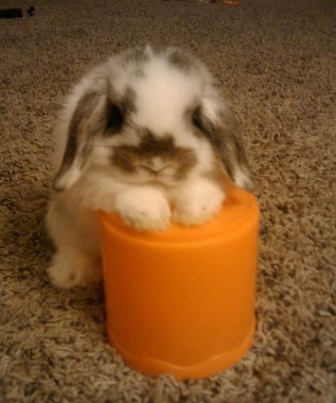 Pet Bunny Rabbits, Cute Bunny Pictures, Cute Small Animals, Bun Bun, Cute Animals Puppies, Pet Bunny, Bunny Pictures, Cute Bunnies