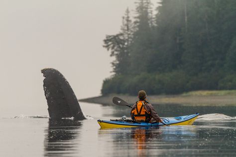 Paddler Nathaniel Stephens getting a close encounter with a Humpback whale in Port Frederick, Alaska. Photo taken from the kayak. Kayak Drawing, Kayaking Photography, Kayak Art, Kayaking Quotes, Alaska Salmon Fishing, Sailing Kayak, Kayaking Outfit, Pedal Kayak, Kayaking Tips