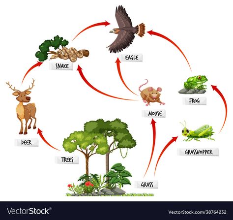 Jaring Jaring Makanan, السلسلة الغذائية, Cookout Menu, Backyard Bbq Wedding, Trophic Level, Human Body Science, Hawaiian Plants, Energy Food, Cook Out