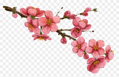 Plum Blossom Flower Drawing, Chinese Plum Blossom, Cherry Blossom Clipart, Cherry Blossom Vector, Sakura Branch, Sakura Png Flower, Plum Blossom, China Art, Flower Illustration