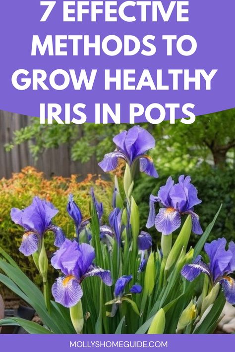 Looking to add some vibrant colors to your patio or garden? Learn how to grow irises in pots with these easy steps. Irises are low-maintenance plants that can thrive in containers, making them a great choice for small spaces or for those looking to brighten up their outdoor areas. Whether you're a beginner gardener or have a green thumb, growing irises in pots is a rewarding experience that can bring beauty and elegance to your home. Iris In Pots, Growing Irises, Dark Garden, Wild Iris, Soil Layers, Low Maintenance Plants, Grow Strong, Garden Soil, Irises