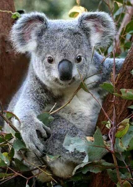 Koala Koala Pictures, Koala Tattoo, Animals Australia, The Wombats, Koala Bears, Australia Animals, Baby Koala, Animal Print Wallpaper, About Animals