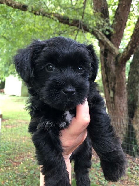 Black Maltese Puppy, Maltipoo Full Grown Black, Black Maltipoo Puppy, Yorki Poos, Yorkipoo Puppies, Black Yorkie Poo, Black Yorkie, Maltese Yorkie Mix, Shorkie Puppies