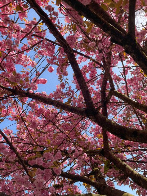 #aesthetic #filmphotography #cherryblossomsafterwinter #seattle #travelgram Seattle Cherry Blossoms, Cherry Blossoms Aesthetic, Blossoms Aesthetic, Pink Trees, Cherry Blossoms, Summer 2024, Film Photography, Cherry Blossom, Seattle