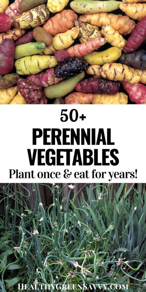 Gardening Food, Food Forest Garden, Vegetable Plants, Medicinal Garden, Perennial Vegetables, Perennial Flowers, Homestead Gardens, Garden Vegetable, Permaculture Gardening