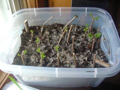 Gardening along the creek...: Rooting fruit and nut tree cuttings Elderberry Cuttings, Beach Plum, First Time For Everything, Planting Calendar, Rooting Hormone, Cherry Flower, Plum Tree, Garden Trees, Cherry Tree