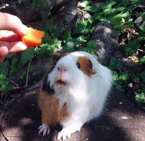 90 Anime, Guinea Pig Care, Cute Guinea Pigs, Funny Hats, Cute Piggies, This Little Piggy, Cute Funny Animals, Guinea Pigs, Small Pets